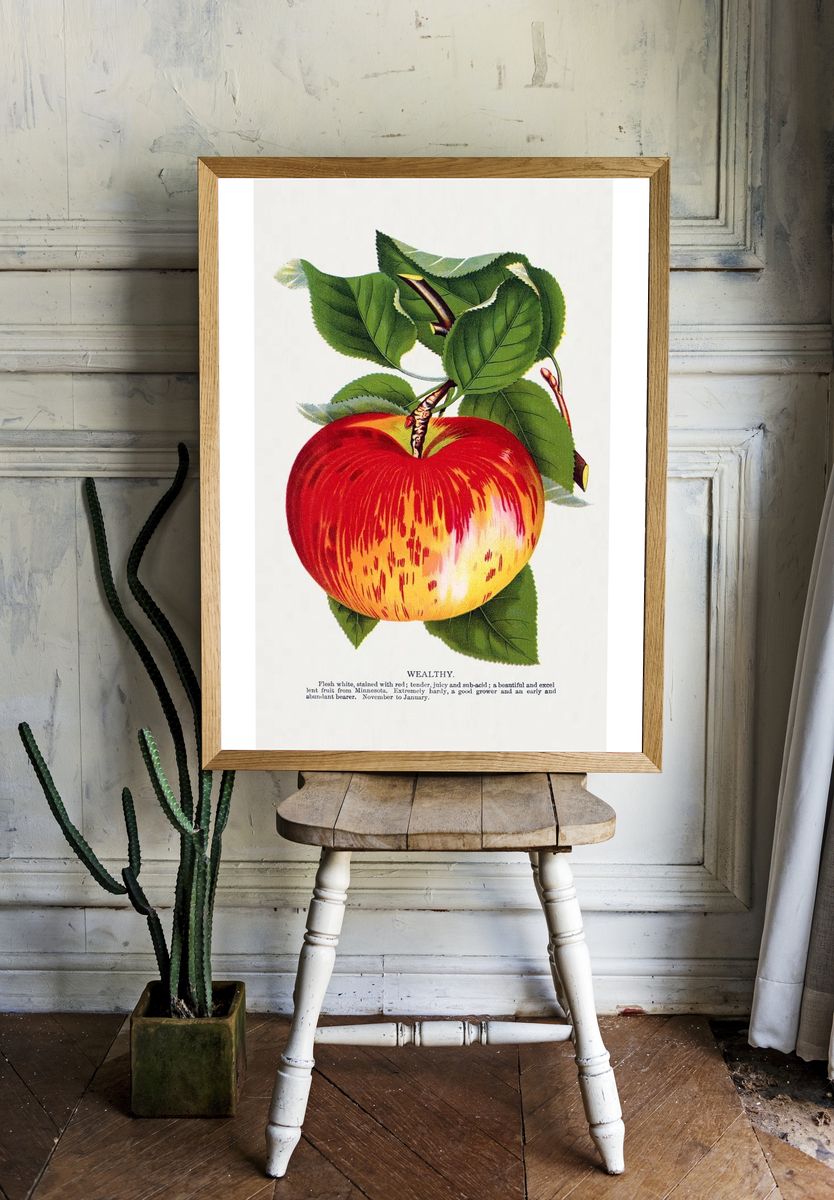 Wealthy Apple Botanical Print room preview