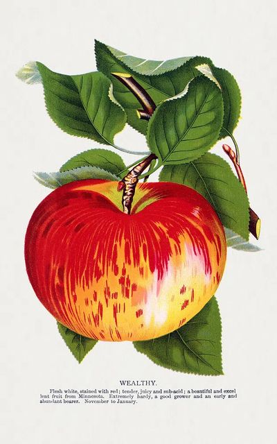 Wealthy Apple Botanical Print. poster