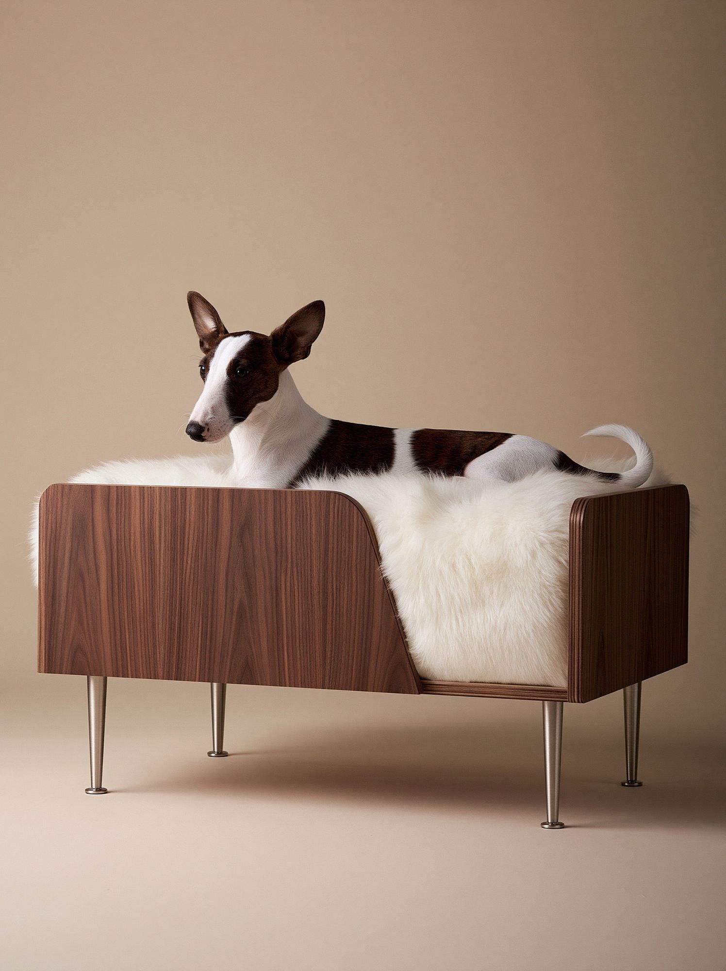 Basenji in Modern Chair Poster. poster detail