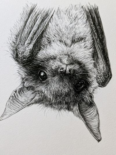 Upside-Down Bat Portrait Print. poster