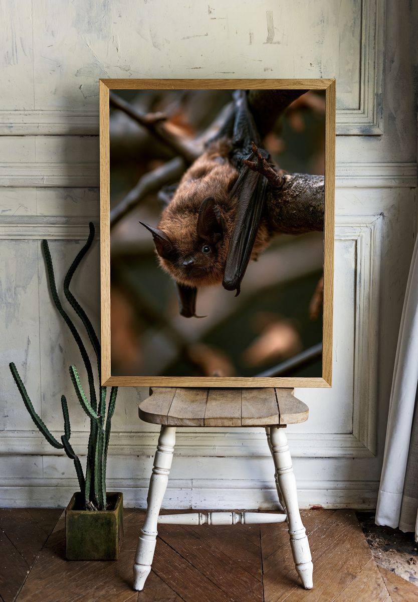Hanging Bat Wildlife Photography Poster. room preview