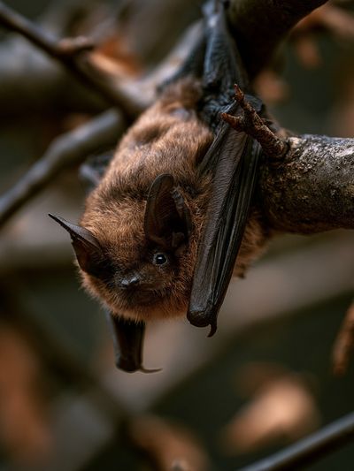 Hanging Bat Wildlife Photography Poster. poster