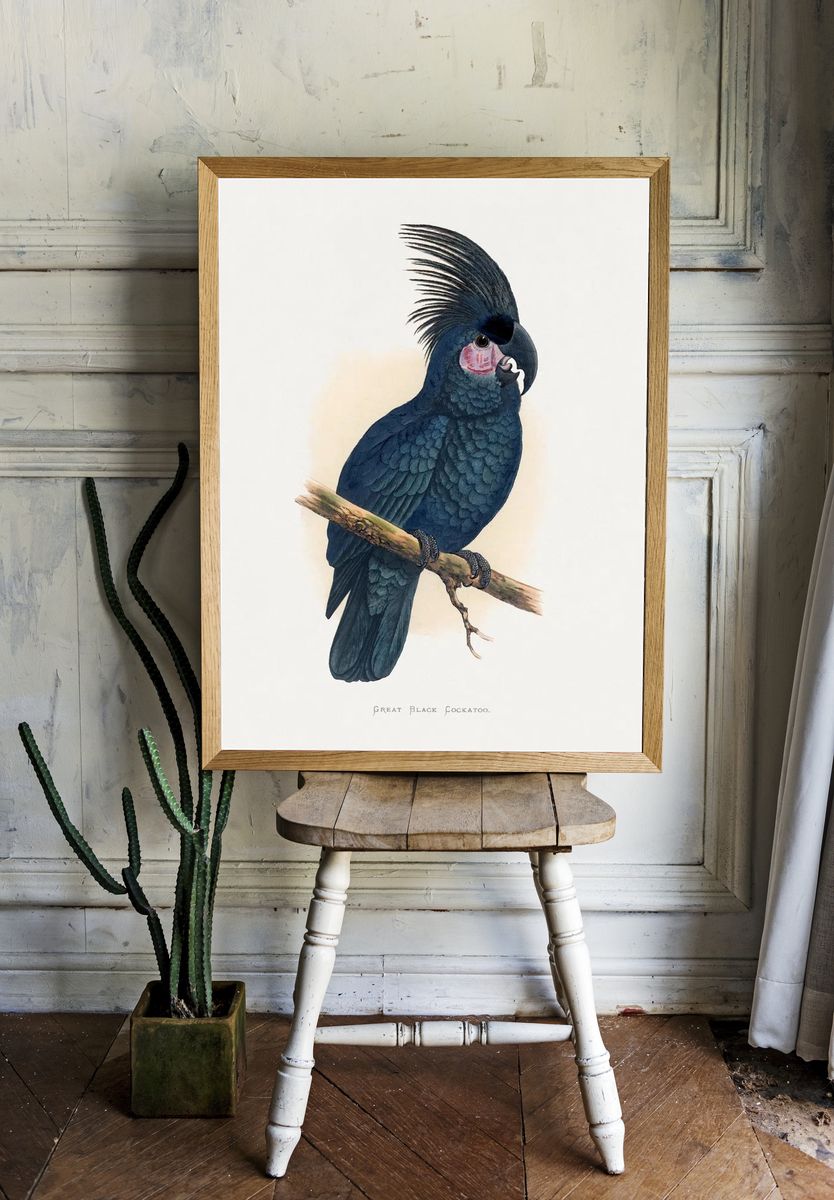 Great Black Cockatoo — Botanical Print room preview