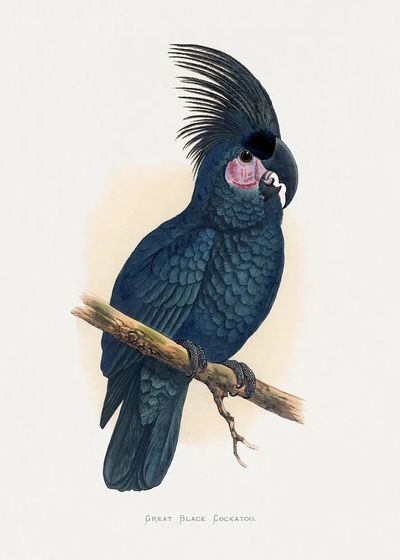 Great Black Cockatoo — Botanical Print. poster