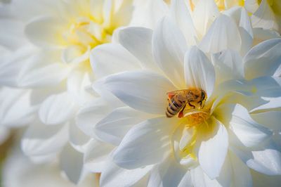 bee pollinates Dahlias Summer Dreams.