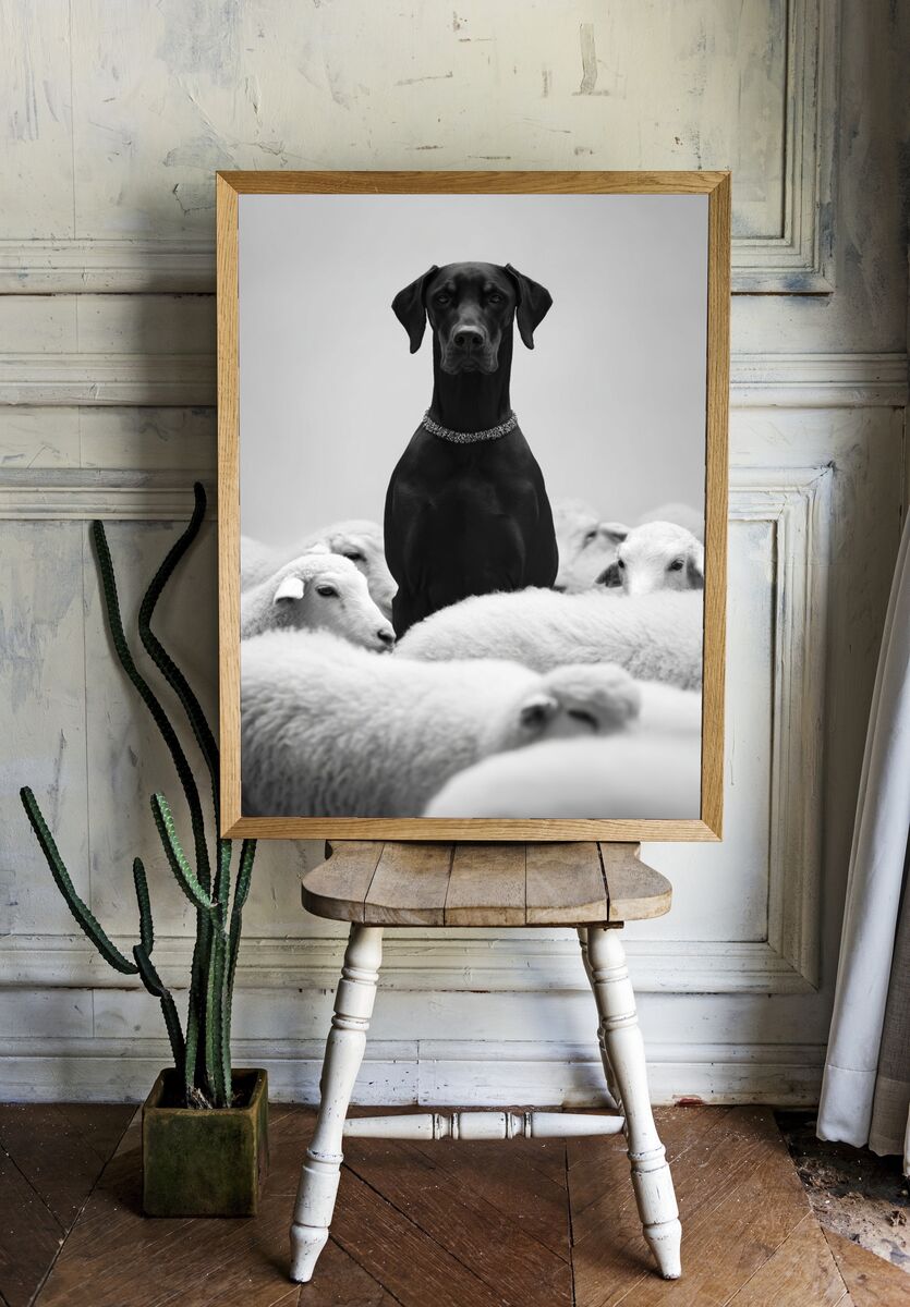 Black Dog Among Sheep — Photography Print room preview
