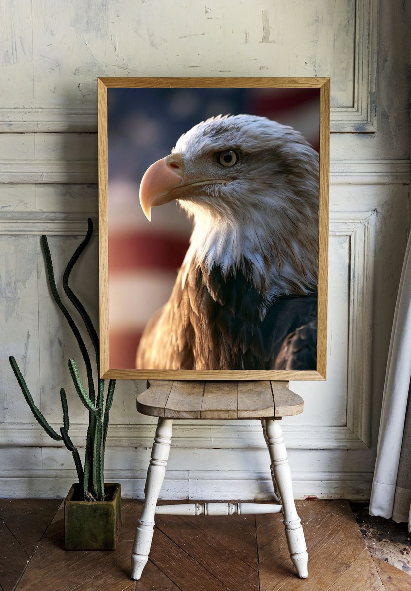 Bald Eagle Portrait Photography Poster. — room view 1