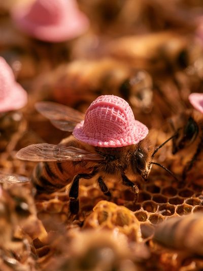 Bee with Pink Hat Photography Poster.