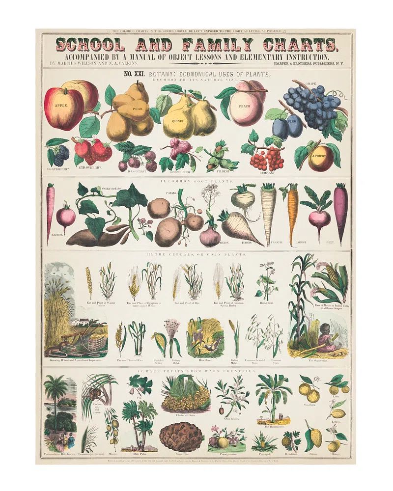 Botany: Economical Uses of Plants Poster. poster detail