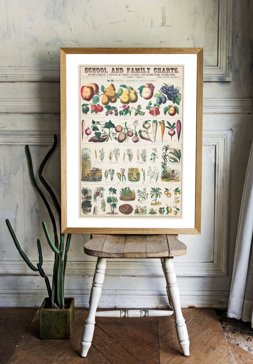 Botany: Economical Uses of Plants Poster. room preview
