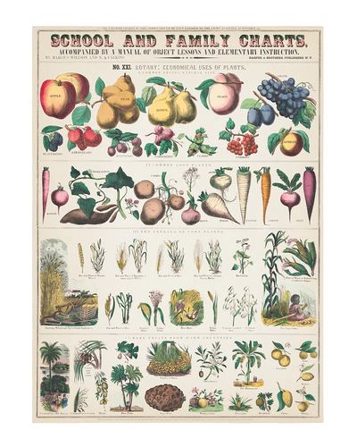 Botany: Economical Uses of Plants Poster. poster