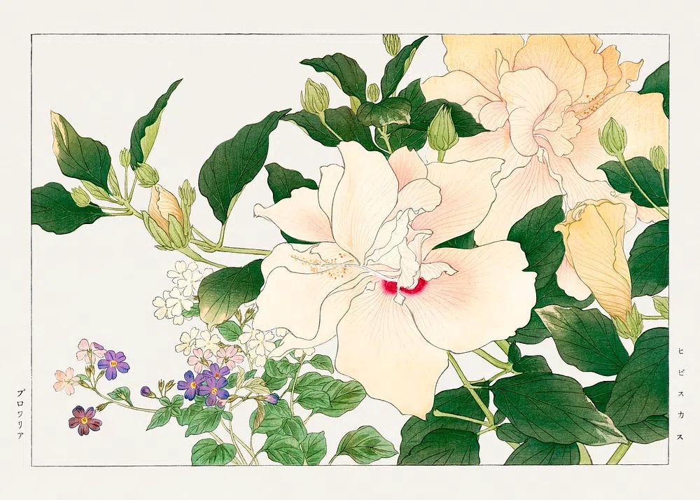 Hibiscus Floral Illustration Poster. poster — botanical art