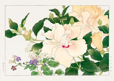 Hibiscus Floral Illustration Poster. poster print