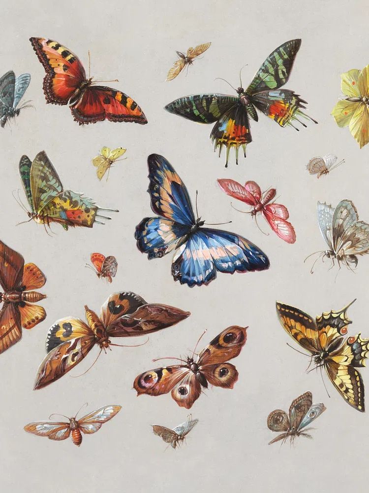 Colorful Butterflies Illustration Poster. poster detail