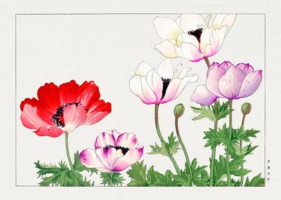 Colorful Anemone Flowers — Watercolor Print. poster print