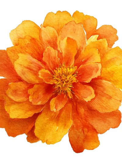 Vibrant Orange Flower — Watercolor Print. poster print