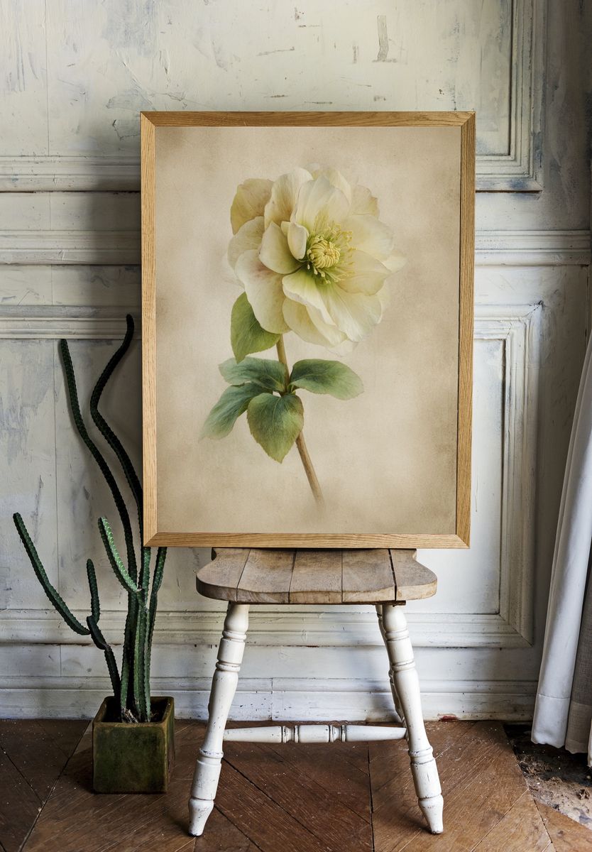Elegant Hellebore Flower — Botanical Print room preview