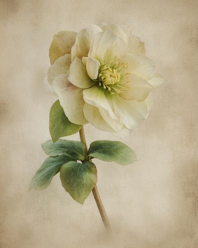 Elegant Hellebore Flower — Botanical Print. poster print
