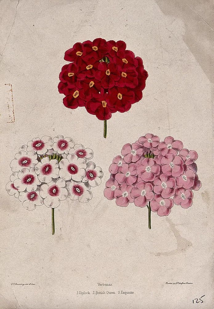 Verbena Flower Illustration Poster. poster — botanical art