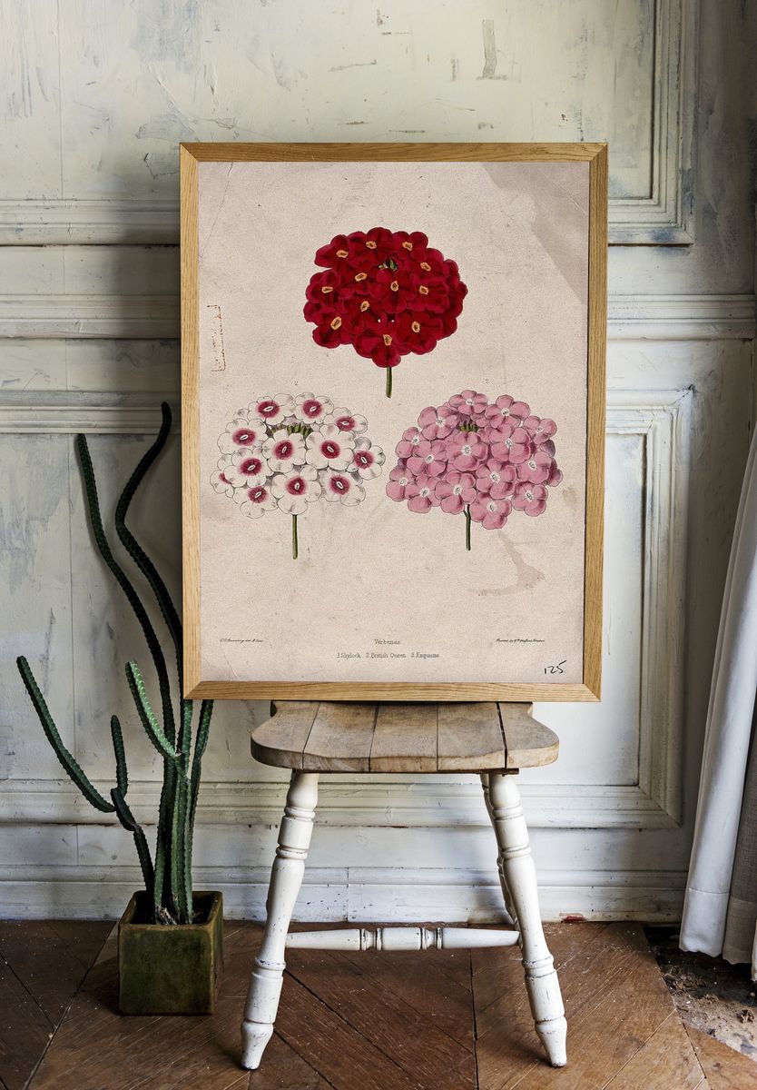 Verbena Flower Illustration Poster. room preview