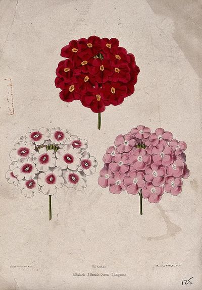 Verbena Flower Illustration Poster. poster