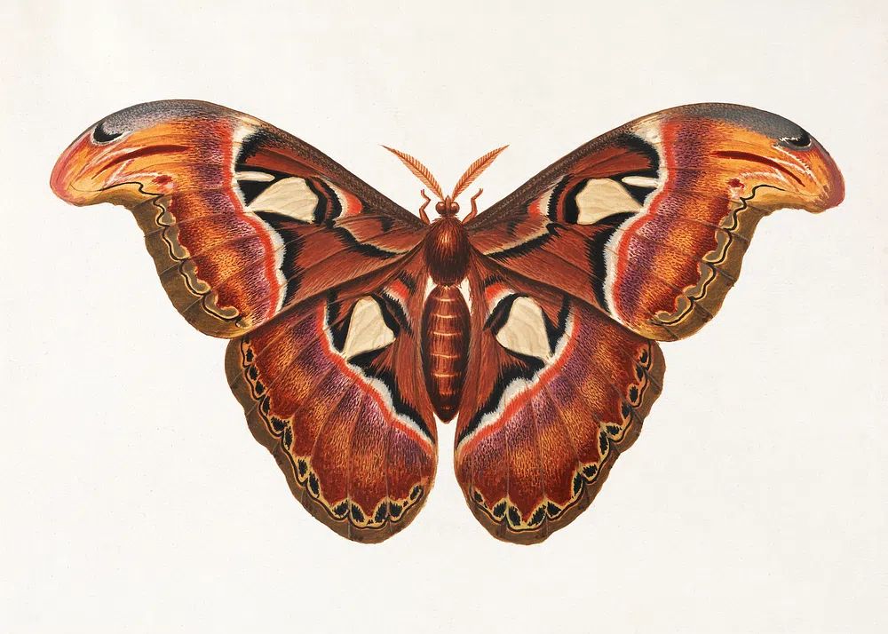 Colorful Butterfly Illustration Poster. poster detail
