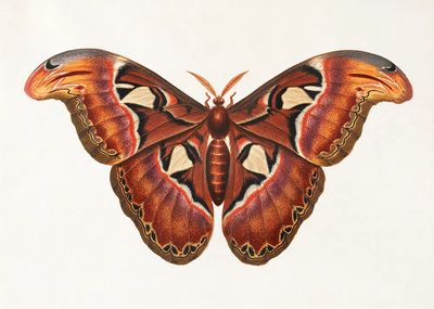 Colorful Butterfly Illustration Poster. poster