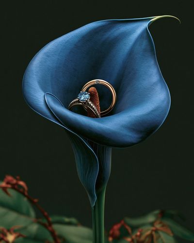 Blue Calla Lily Jewelry Print.