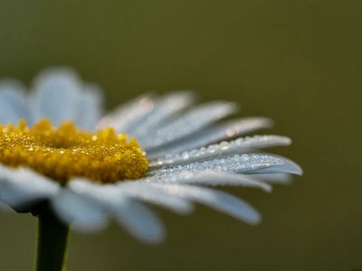 Daisy Flower Close-Up — Botanical Print. poster print