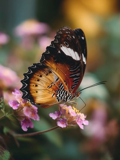 Butterfly on Blossoms Photography Poster. poster print