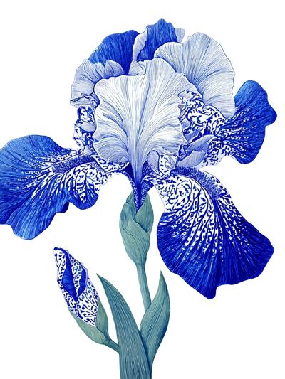 Blue Iris Botanical Print. poster print