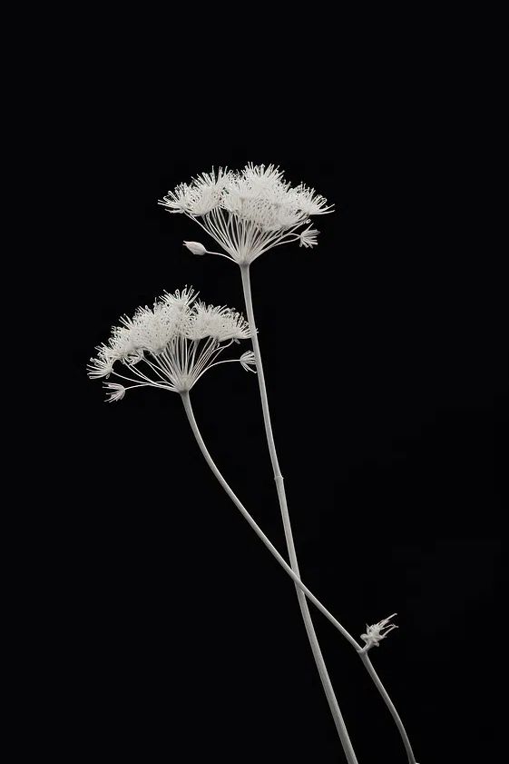 White Floral Silhouette — Minimalist Print. poster — botanical art