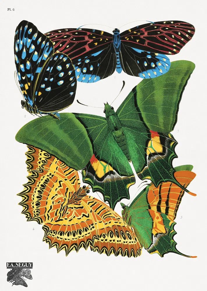 Colorful Butterflies — Vintage Print. poster — vintage art