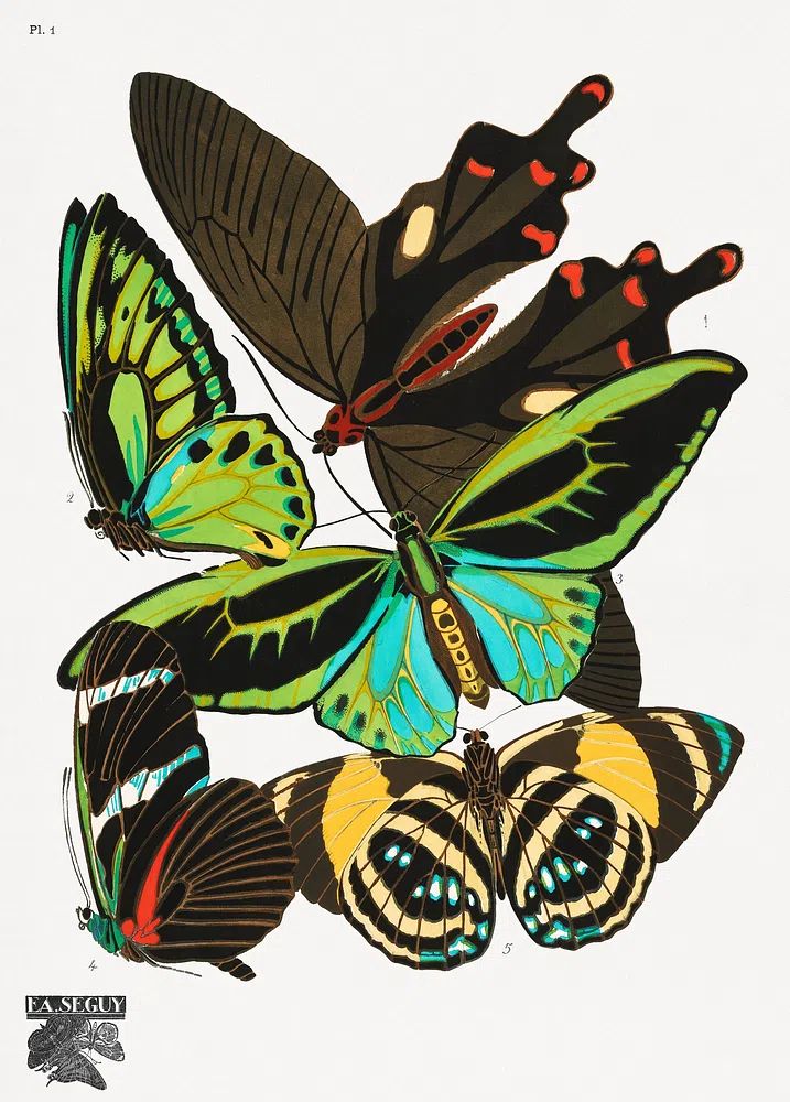 Colorful Butterflies — Vintage Print. poster — vintage art