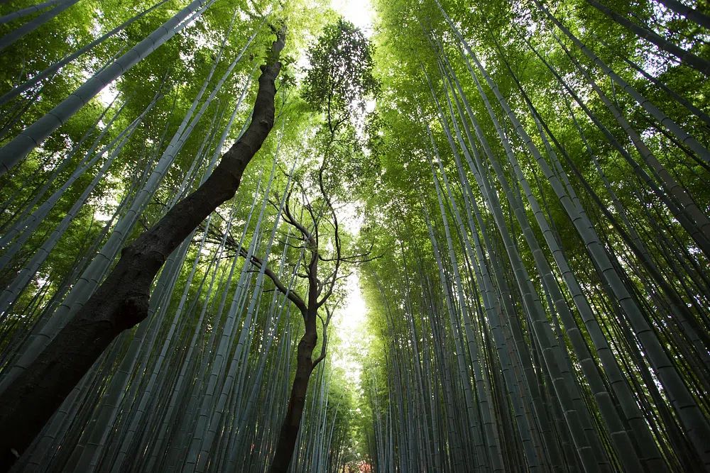 Bamboo Forest — Nature Photography Print. poster detail