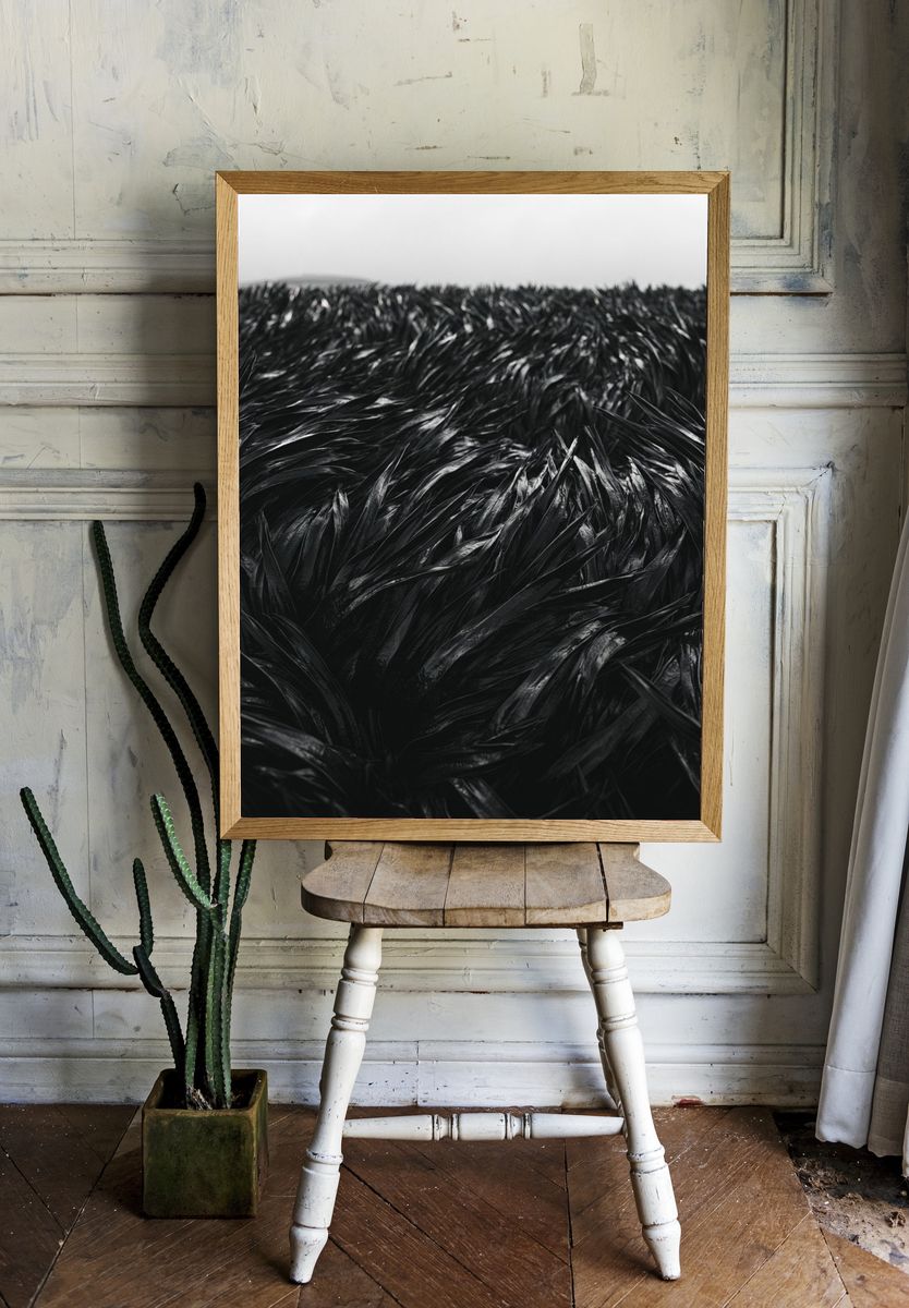 Black Feather Texture Print. room preview