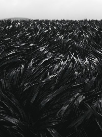 Black Feather Texture Print. poster