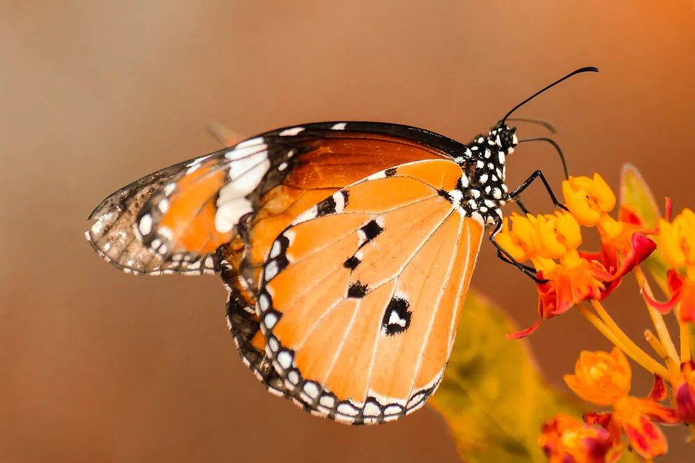 Monarch Butterfly on Flower — Nature Print. poster detail