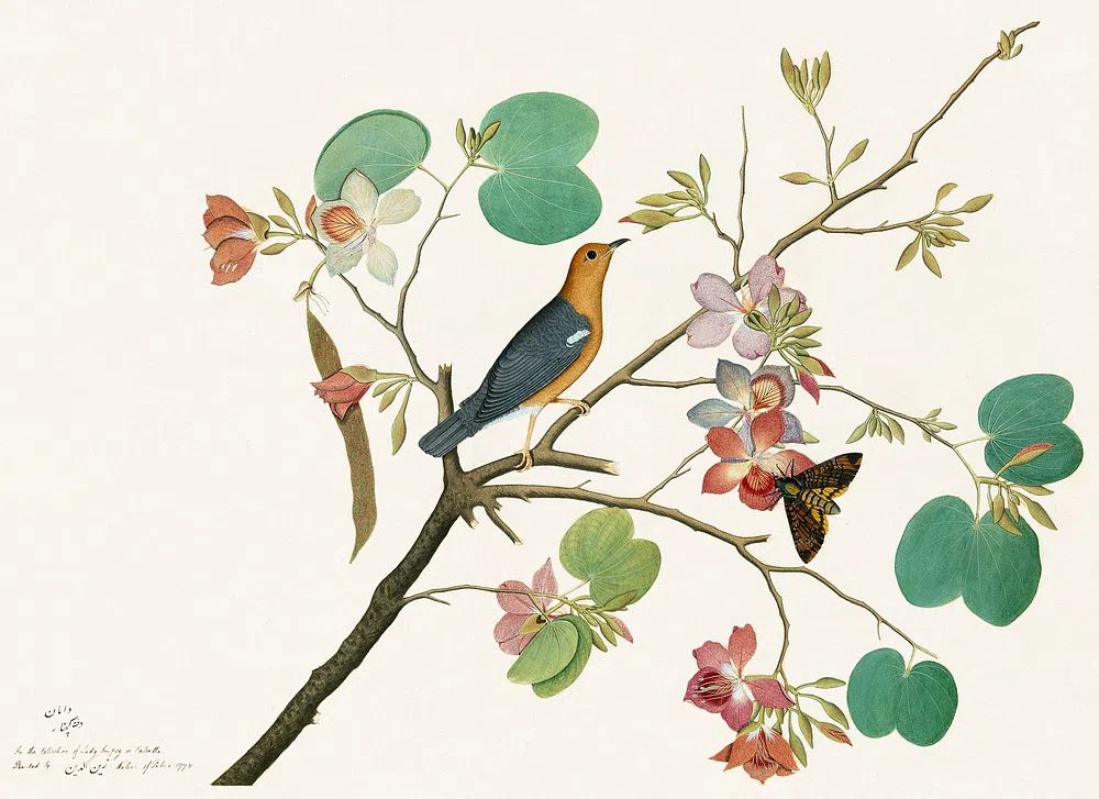 Bird and Flowers — Botanical Print. poster detail