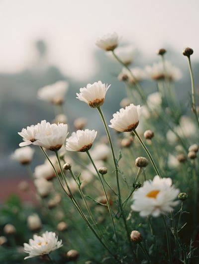 White Daisy Floral Photography Poster. poster print