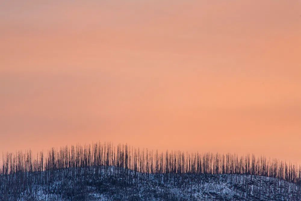 Burnt Forest at Sunset Poster. poster detail