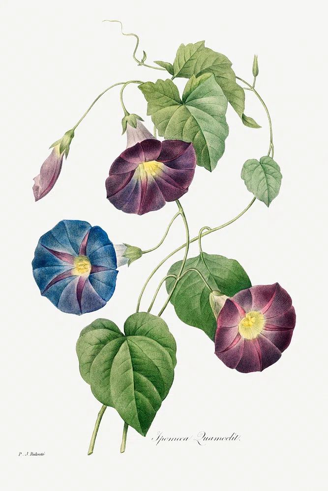 Morning Glory Botanical Print. poster detail