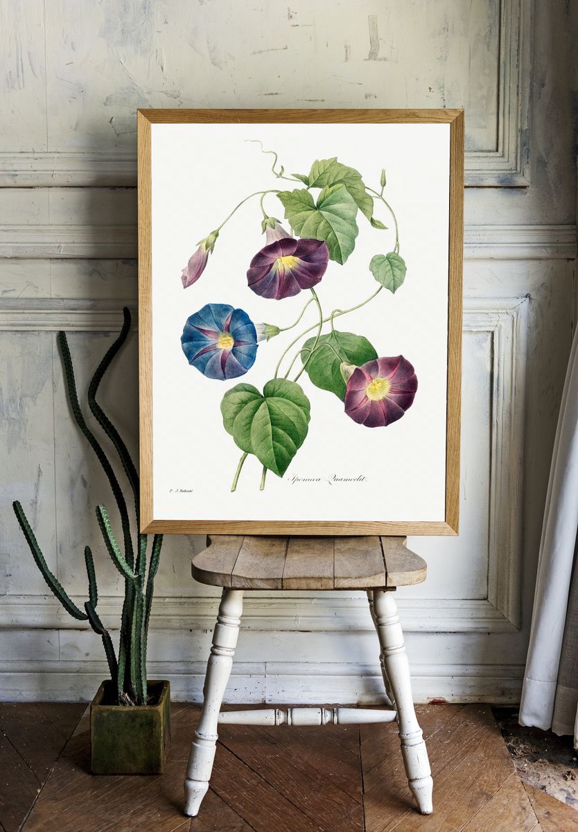 Morning Glory Botanical Print room preview