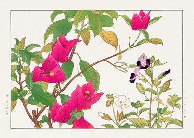 Bougainvillea Botanical Print. poster print