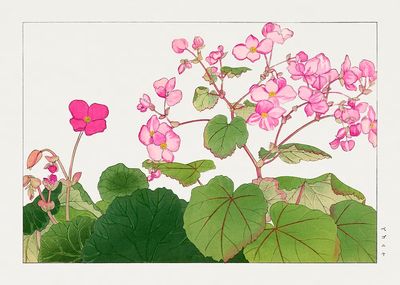 Pink Begonia Botanical Print.