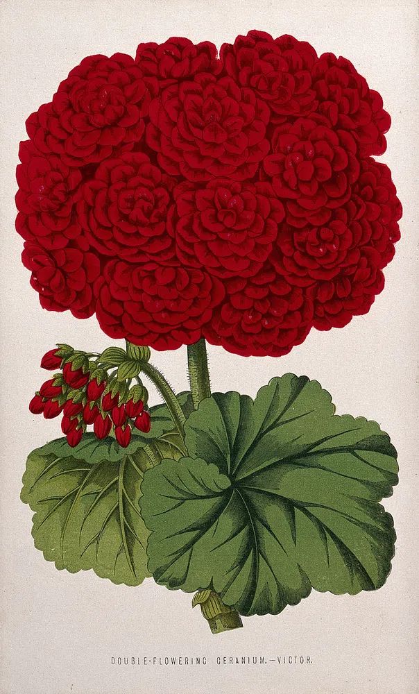 Double-Flowering Geranium — Botanical Print. poster — botanical art