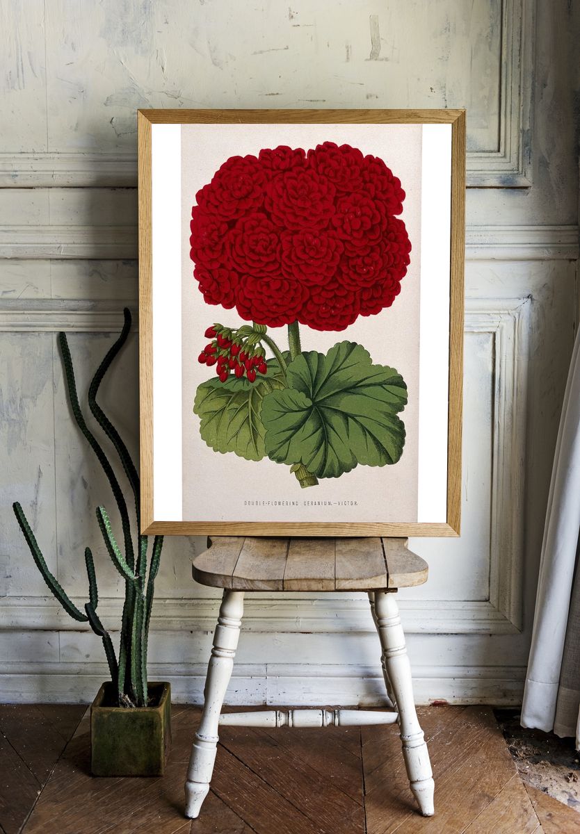 Double-Flowering Geranium — Botanical Print room preview