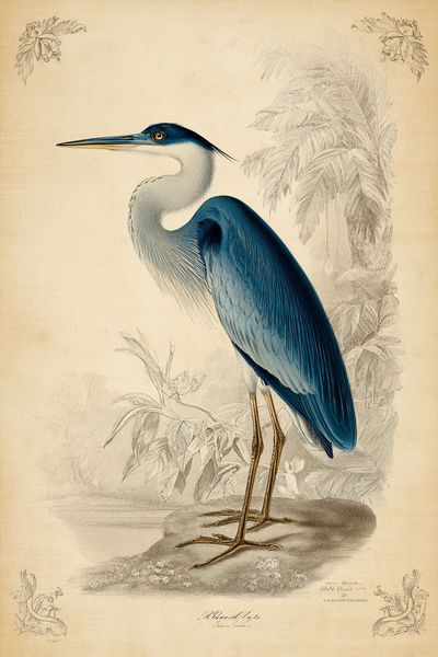 Blue Heron — Vintage Print. poster print
