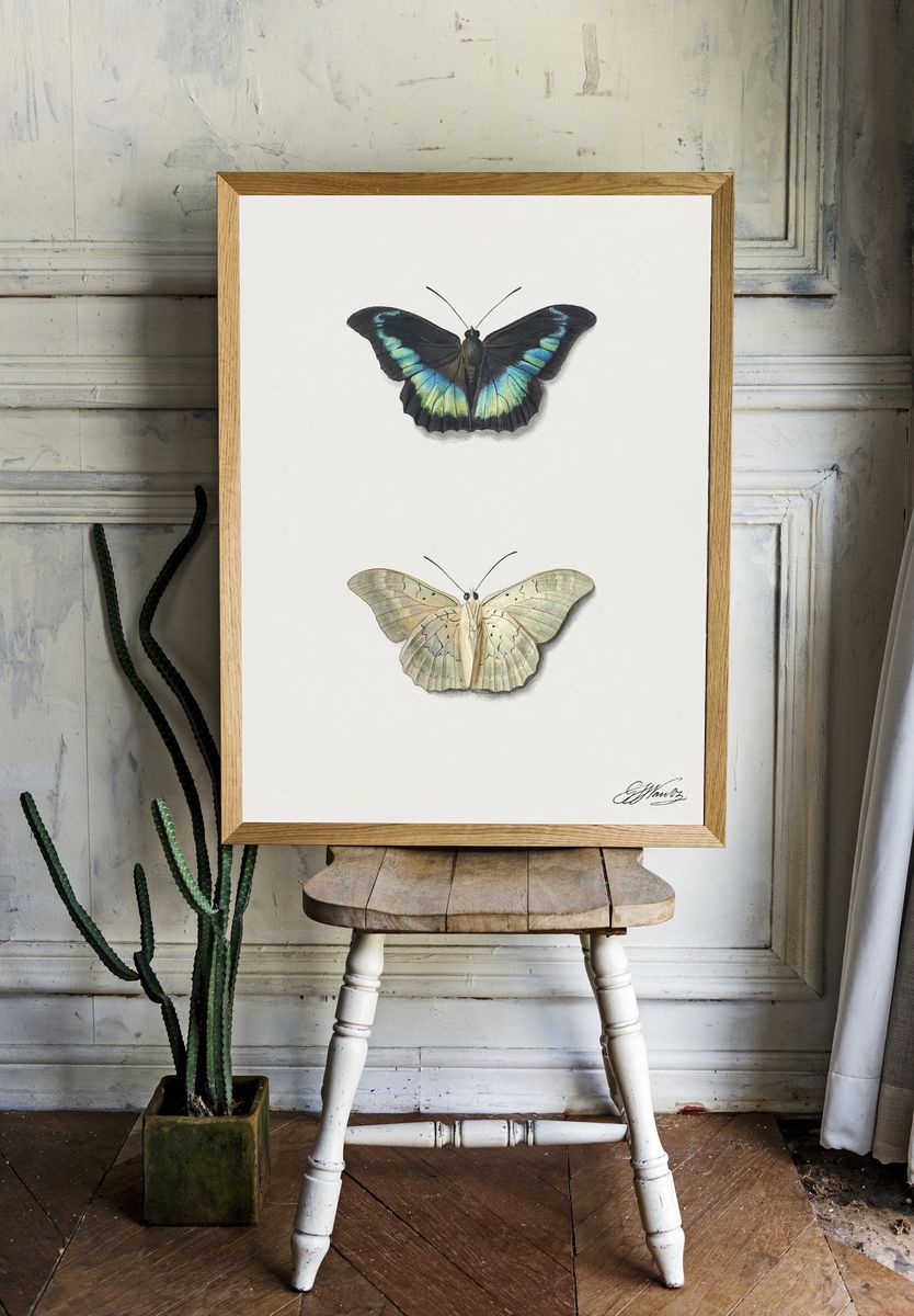 Butterfly Illustration Poster. room preview