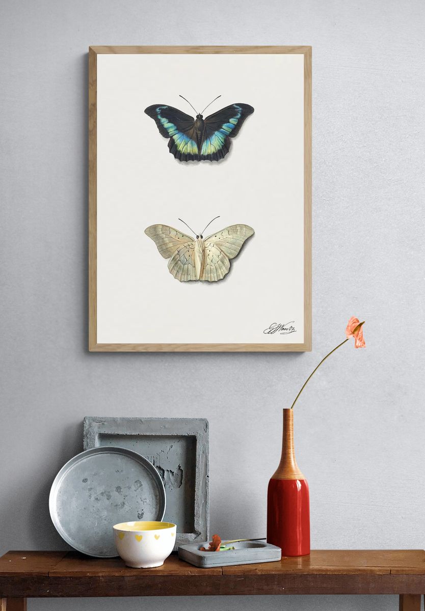 Butterfly Illustration Poster. — room view 3
